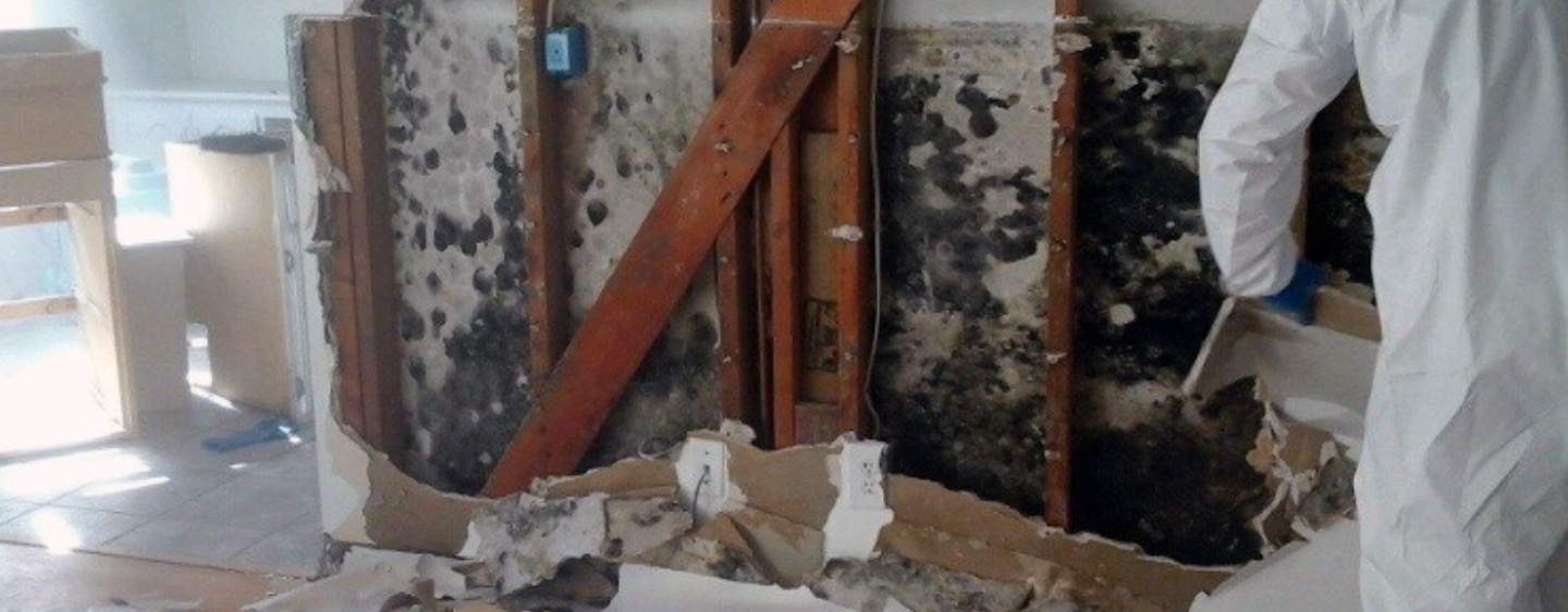 Mold remediation banner visual